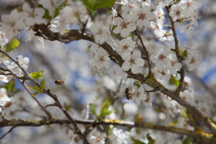 Photo de cerisier en fleurs
