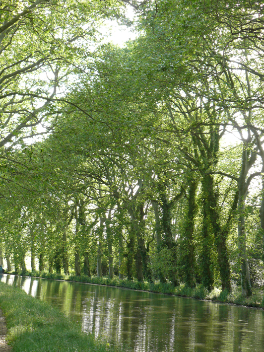 Photo d’une rivière bordée de hauts arbres couverts de lierres.